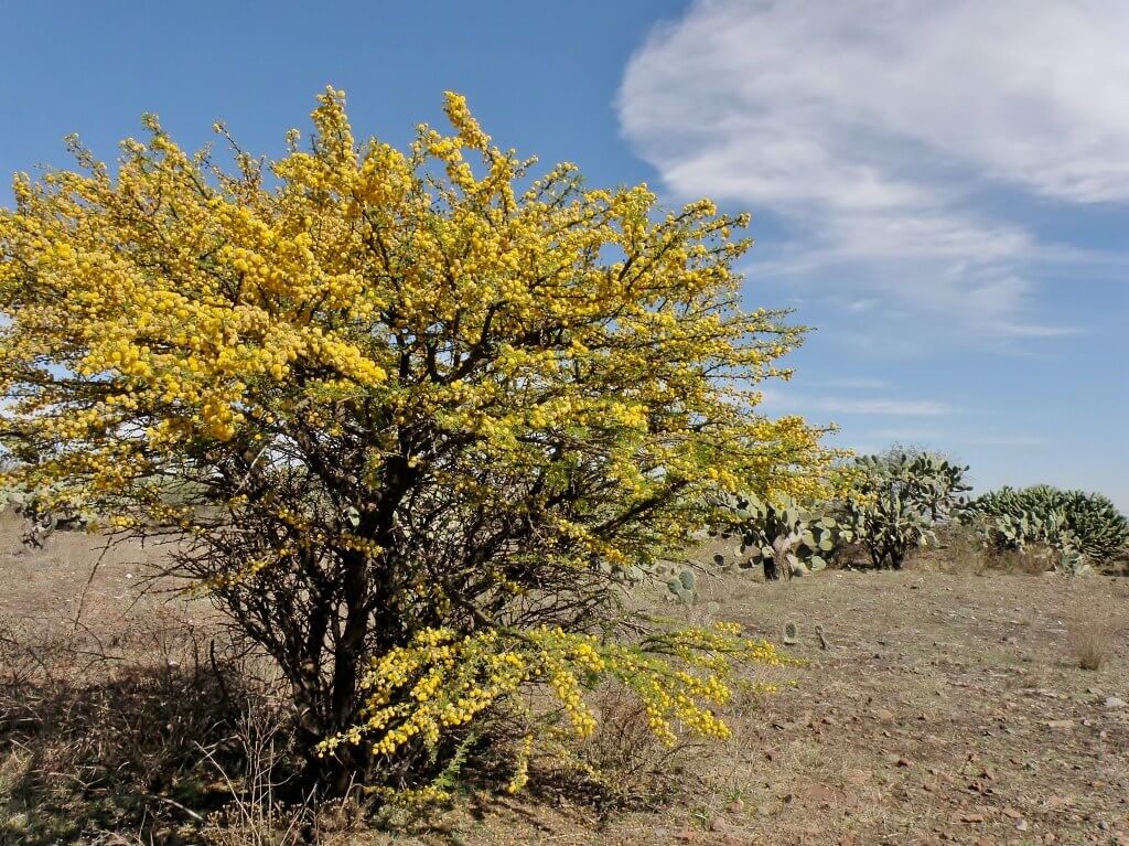 Acacia farnesiana
